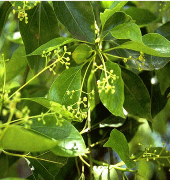 芳樟精油 單方精油